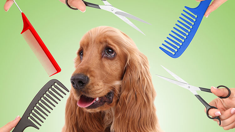 Dog Grooming